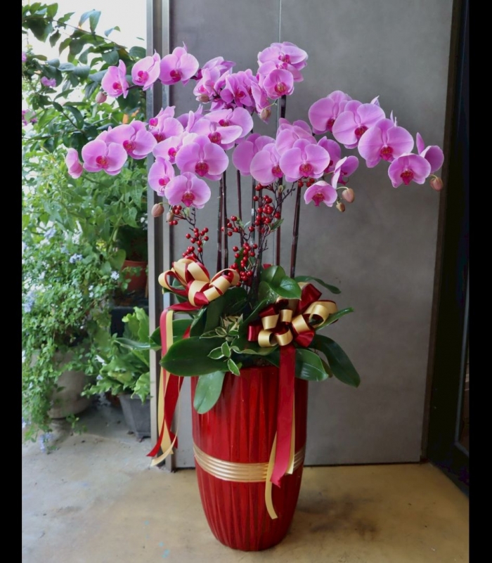 富貴花開蘭花盆