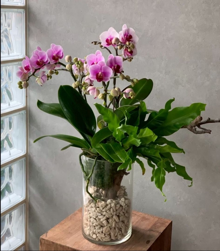 花開富貴桌上蘭花盆 