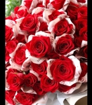 鈔愛你-99朵頂級厄瓜多玫瑰