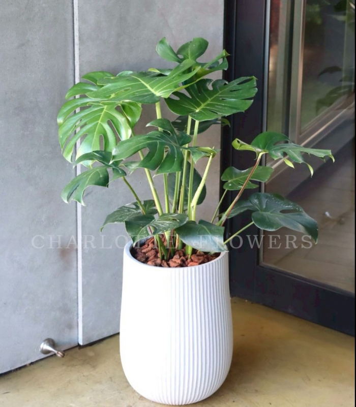 靜葉時光．龜背芋盆栽