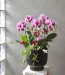 喜綻繁華桌上蘭花盆