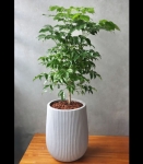 旺旺樹