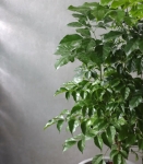 旺旺樹