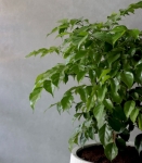旺旺樹