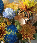 藍．牡丹菊貴氣盆花