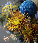 藍．牡丹菊貴氣盆花