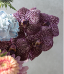 春意盎然．典雅粉牡丹菊