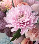 春意盎然．典雅粉牡丹菊