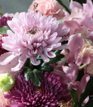 吉祥如意.粉色虎頭蘭