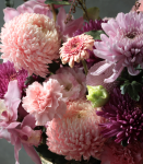 吉祥如意.粉色虎頭蘭