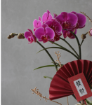 恭喜發財·精緻蘭花