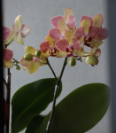 招財.三色鳥蘭花